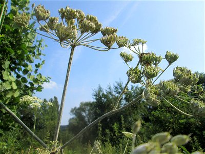 Wiesen-Bärenklau (Heracleum sphondylium) im Almet in Sankt Arnual photo