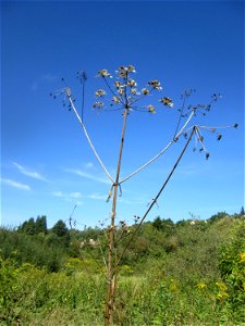 Wiesen-Bärenklau (Heracleum sphondylium) im Landschaftsschutzgebiet „Tabakmühlental - Oberster Weiher“ in Sankt Arnual