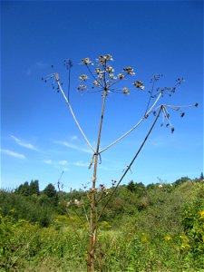 Wiesen-Bärenklau (Heracleum sphondylium) im Landschaftsschutzgebiet „Tabakmühlental - Oberster Weiher“ in Sankt Arnual photo