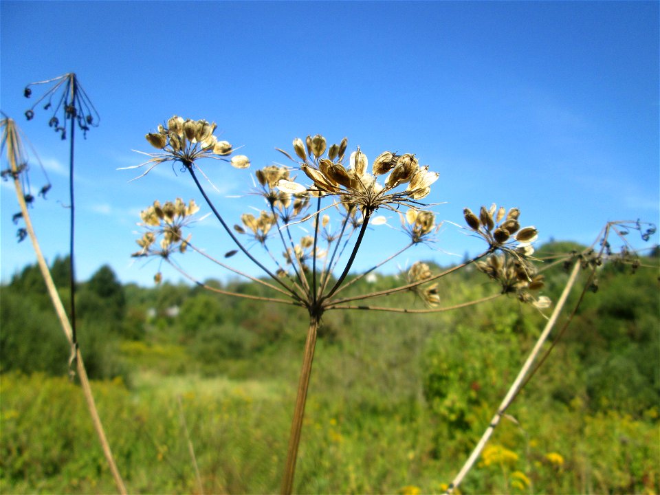 Wiesen-Bärenklau (Heracleum sphondylium) im Landschaftsschutzgebiet „Tabakmühlental - Oberster Weiher“ in Sankt Arnual
