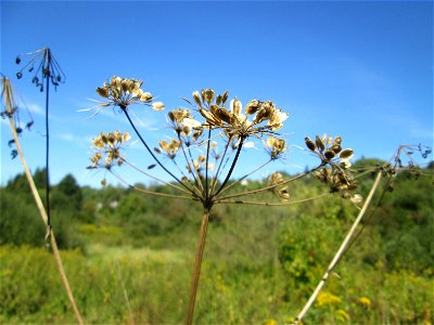 Wiesen-Bärenklau (Heracleum sphondylium) im Landschaftsschutzgebiet „Tabakmühlental - Oberster Weiher“ in Sankt Arnual