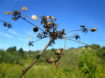 Wiesen-Bärenklau (Heracleum sphondylium) im Landschaftsschutzgebiet „Tabakmühlental - Oberster Weiher“ in Sankt Arnual photo