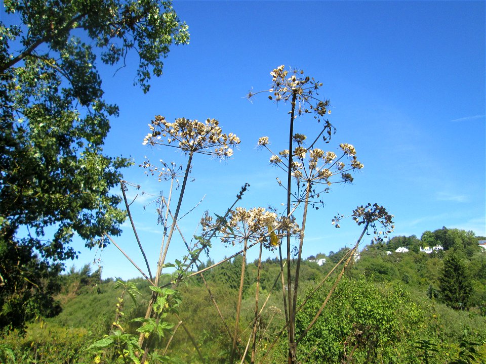 Wiesen-Bärenklau (Heracleum sphondylium) im Landschaftsschutzgebiet „Tabakmühlental - Oberster Weiher“ in Sankt Arnual