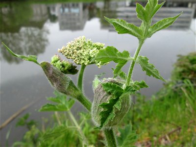 Wiesen-Bärenklau (Heracleum sphondylium) an der Saar in Saarbrücken