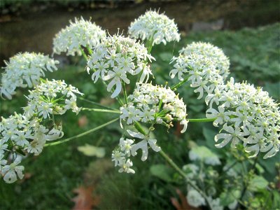 Wiesen-Bärenklau (Heracleum sphondylium) in der Gustav-Clauss-Anlage in St. Ingbert