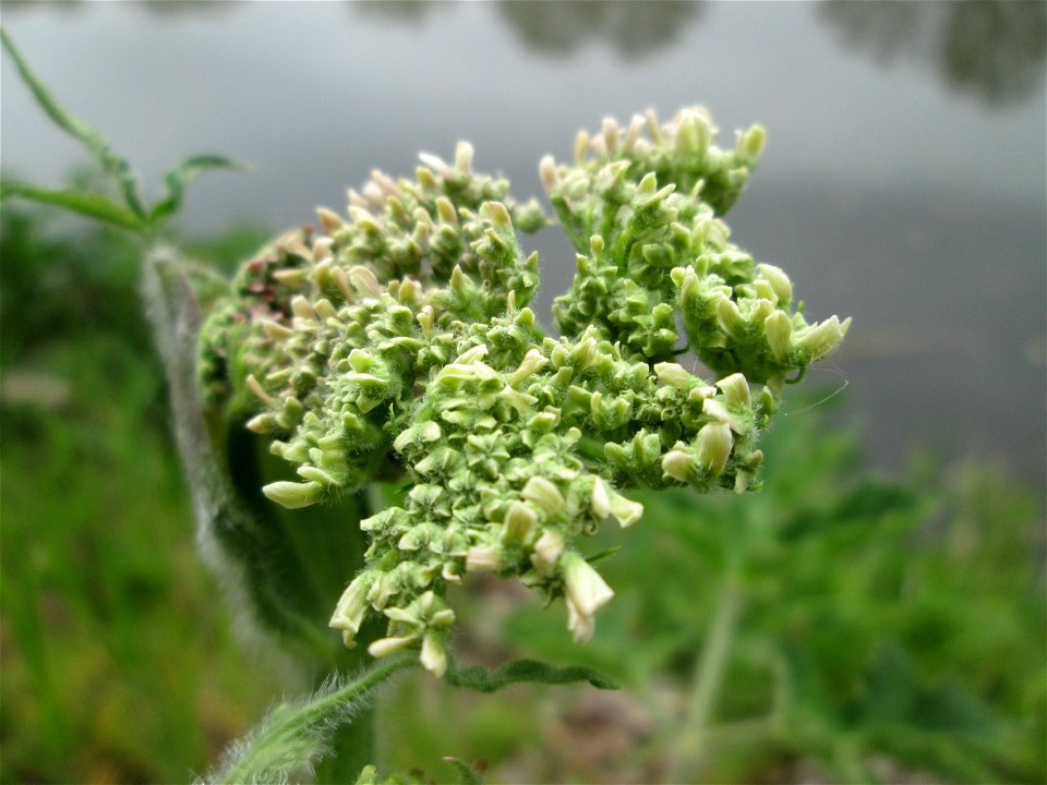 Wiesen-Bärenklau (Heracleum sphondylium) an der Saar in Saarbrücken