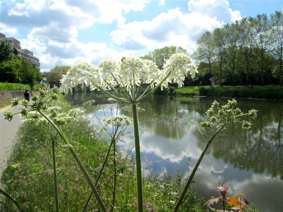 Wiesen-Bärenklau (Heracleum sphondylium) an der Saar in Saarbrücken