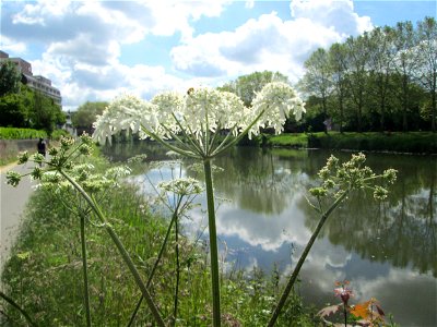 Wiesen-Bärenklau (Heracleum sphondylium) an der Saar in Saarbrücken