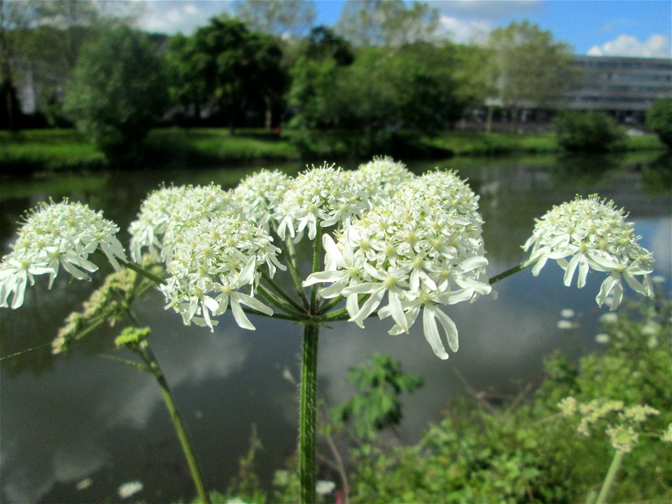 Wiesen-Bärenklau (Heracleum sphondylium) an der Saar in Saarbrücken
