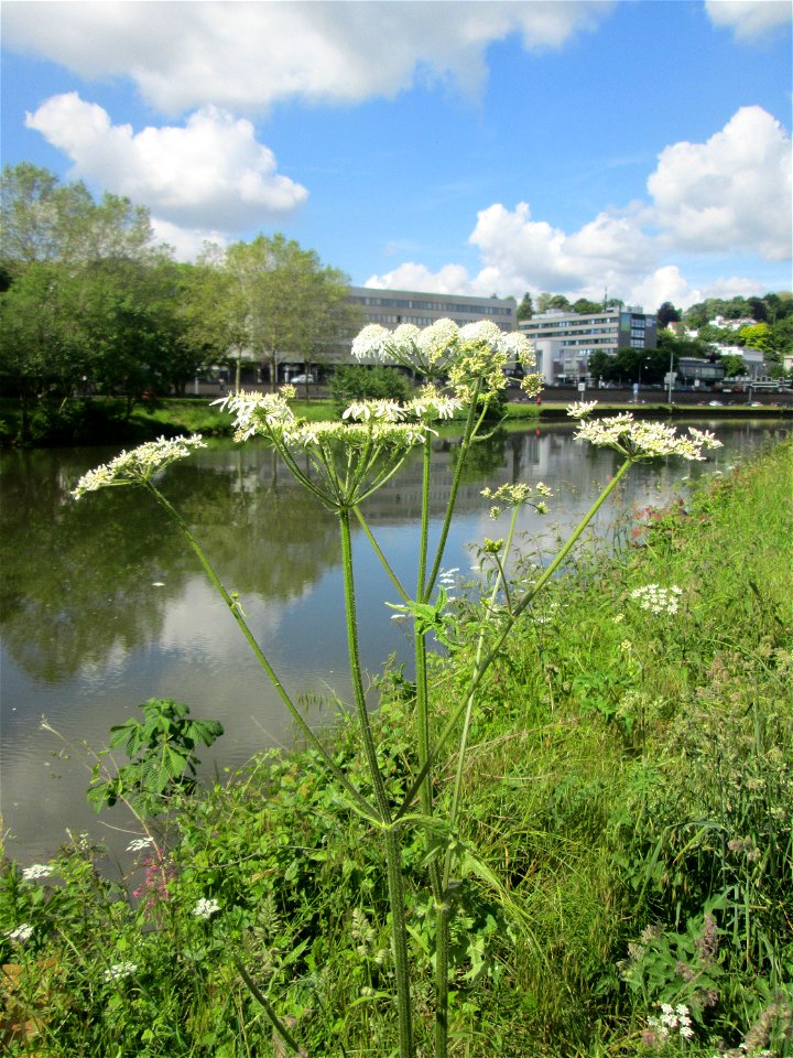 Wiesen-Bärenklau (Heracleum sphondylium) an der Saar in Saarbrücken