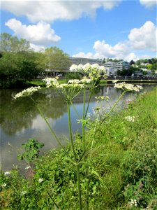 Wiesen-Bärenklau (Heracleum sphondylium) an der Saar in Saarbrücken