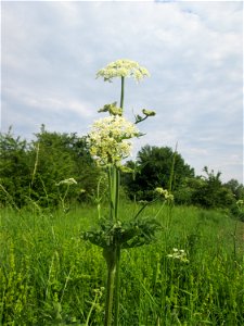 Wiesen-Bärenklau (Heracleum sphondylium) im Naturschutzgebiet „St. Arnualer Wiesen“
