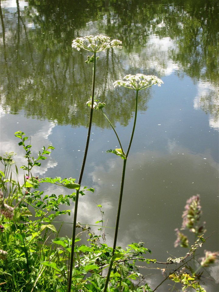 Wiesen-Bärenklau (Heracleum sphondylium) an der Saar in Saarbrücken