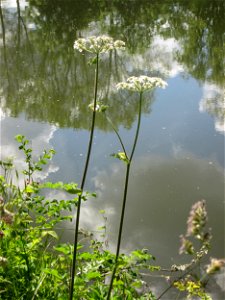 Wiesen-Bärenklau (Heracleum sphondylium) an der Saar in Saarbrücken