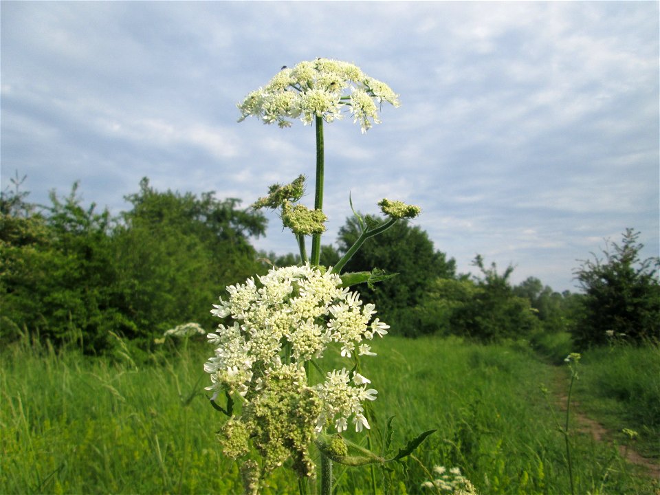 Wiesen-Bärenklau (Heracleum sphondylium) im Naturschutzgebiet „St. Arnualer Wiesen“
