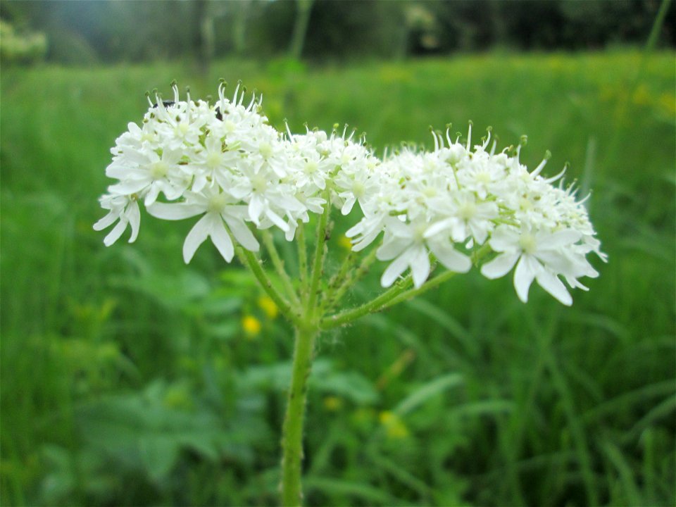Wiesen-Bärenklau (Heracleum sphondylium) im Naturschutzgebiet "St. Arnualer Wiesen"