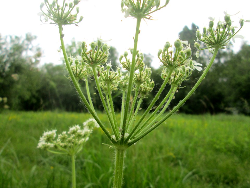 Wiesen-Bärenklau (Heracleum sphondylium) im Naturschutzgebiet "St. Arnualer Wiesen"