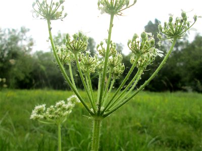 Wiesen-Bärenklau (Heracleum sphondylium) im Naturschutzgebiet "St. Arnualer Wiesen"