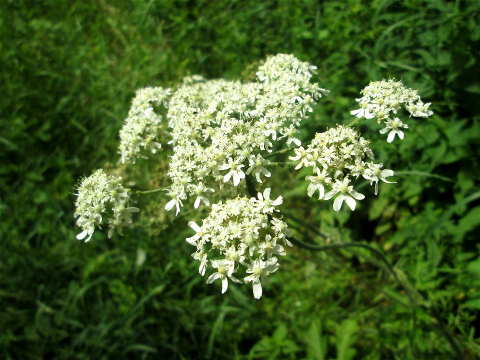 Wiesen-Bärenklau (Heracleum sphondylium) im Naturschutzgebiet "St. Arnualer Wiesen"