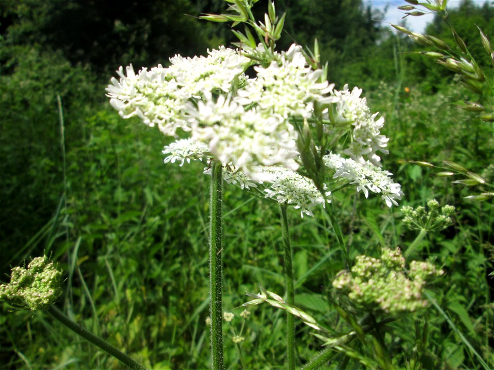 Wiesen-Bärenklau (Heracleum sphondylium) im Naturschutzgebiet "St. Arnualer Wiesen"