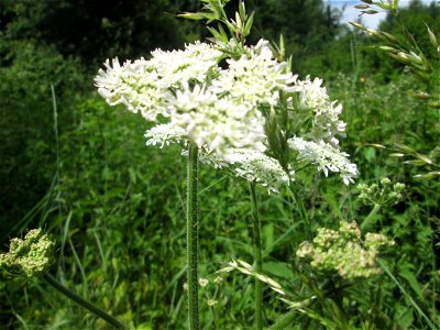 Wiesen-Bärenklau (Heracleum sphondylium) im Naturschutzgebiet "St. Arnualer Wiesen"