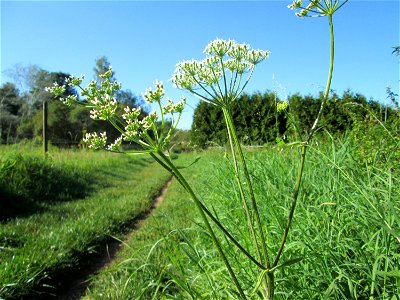 Wiesen-Bärenklau (Heracleum sphondylium) im oberen Almet