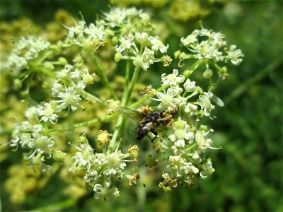 Wiesen-Bärenklau (Heracleum sphondylium) bei Bischmisheim
