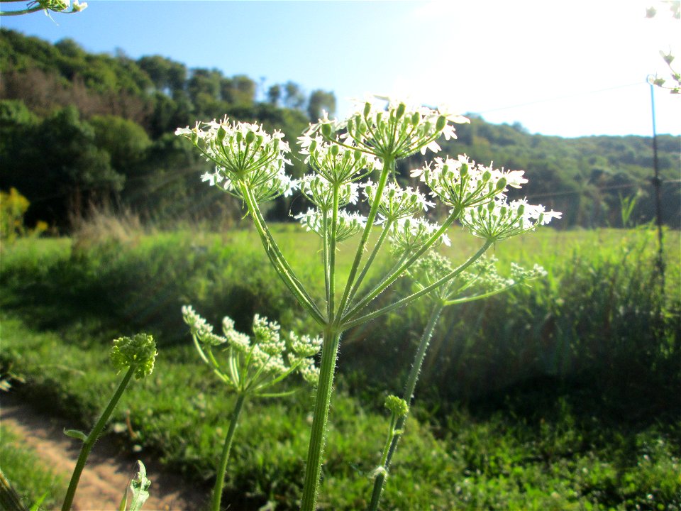 Wiesen-Bärenklau (Heracleum sphondylium) im oberen Almet