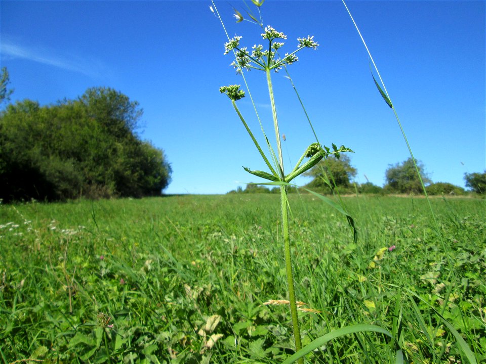 Wiesen-Bärenklau (Heracleum sphondylium) bei Bischmisheim