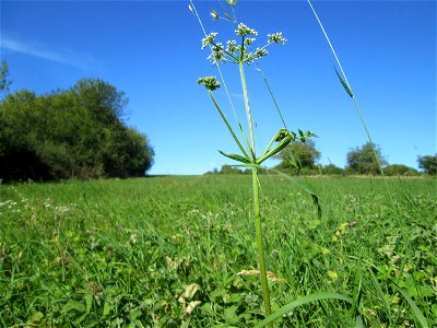 Wiesen-Bärenklau (Heracleum sphondylium) bei Bischmisheim