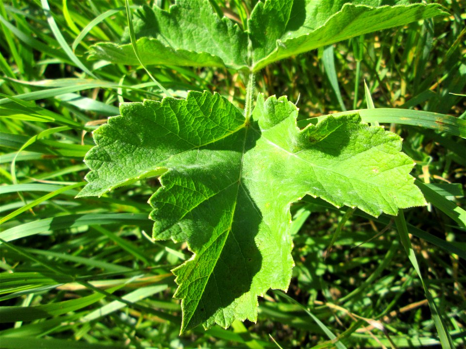 Wiesen-Bärenklau (Heracleum sphondylium) bei Bischmisheim