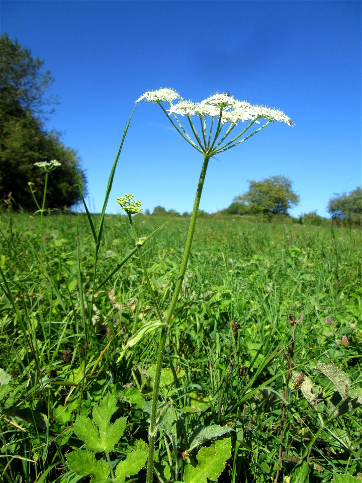 Wiesen-Bärenklau (Heracleum sphondylium) bei Bischmisheim
