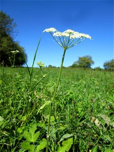 Wiesen-Bärenklau (Heracleum sphondylium) bei Bischmisheim photo