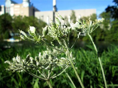 Wiesen-Bärenklau (Heracleum sphondylium) an der Saar in Sankt Arnual