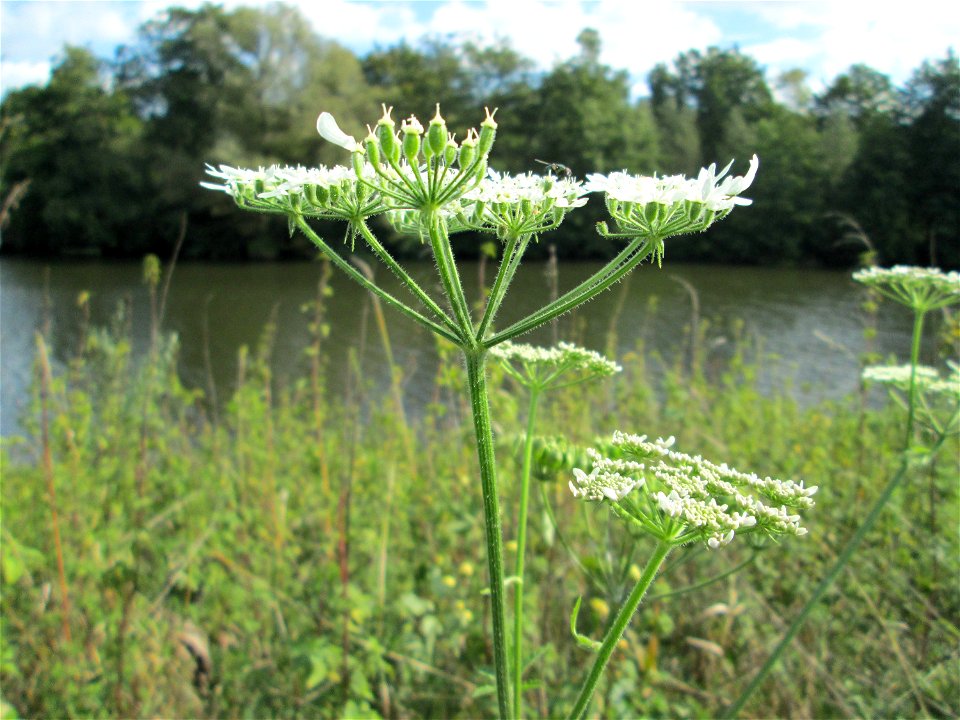 Wiesen-Bärenklau (Heracleum sphondylium) an der Saaraue Grosbliederstroff