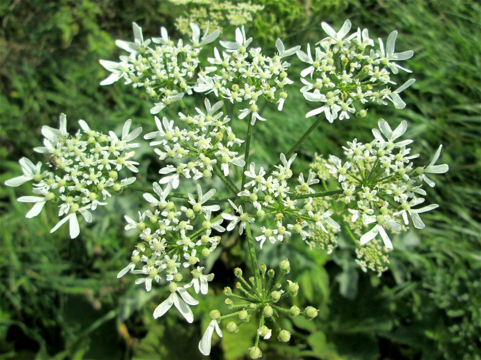 Wiesen-Bärenklau (Heracleum sphondylium) an der Saaraue Grosbliederstroff