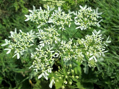 Wiesen-Bärenklau (Heracleum sphondylium) an der Saaraue Grosbliederstroff