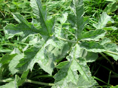 Wiesen-Bärenklau (Heracleum sphondylium) an der Saaraue Grosbliederstroff