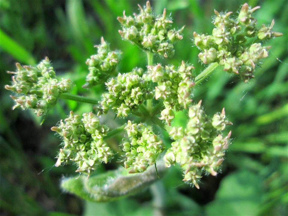 Wiesen-Bärenklau (Heracleum sphondylium) an der Saar in Saarbrücken