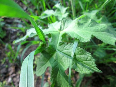 Wiesen-Bärenklau (Heracleum sphondylium) an der Saar in Saarbrücken