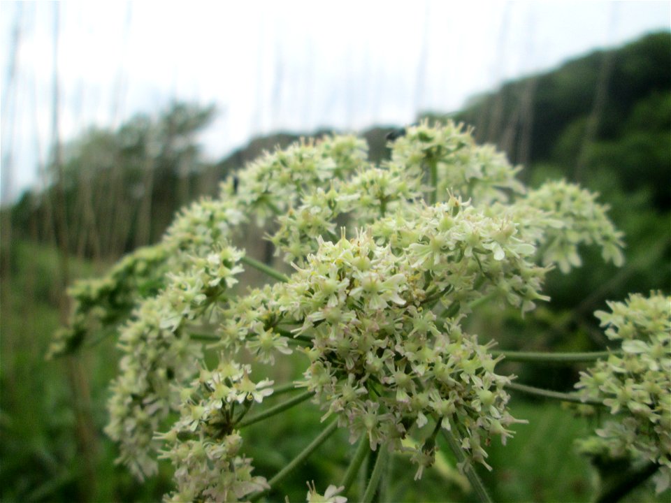 Wiesen-Bärenklau (Heracleum sphondylium) an der Saaraue Güdingen