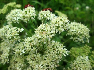 Wiesen-Bärenklau (Heracleum sphondylium) an der Saaraue Güdingen