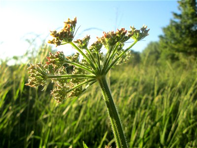 Wiesen-Bärenklau (Heracleum sphondylium) im Naturschutzgebiet "St. Arnualer Wiesen"