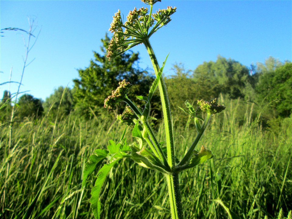 Wiesen-Bärenklau (Heracleum sphondylium) im Naturschutzgebiet "St. Arnualer Wiesen"