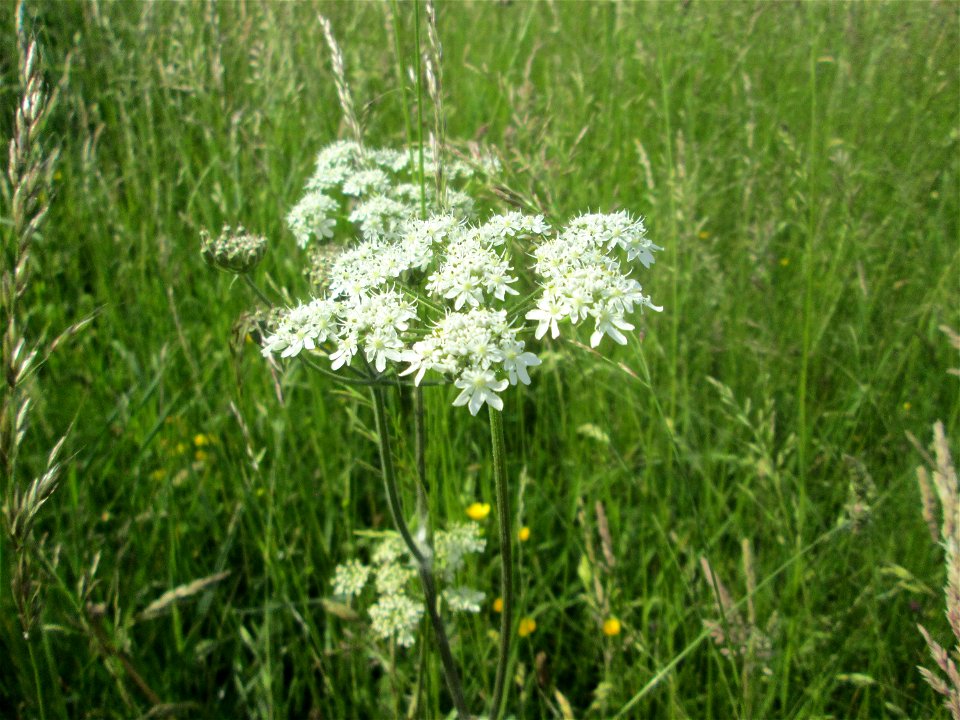 Wiesen-Bärenklau (Heracleum sphondylium) im Landschaftsschutzgebiet „Wisch- und Wogbachtal“ oberhalb von Fechingen