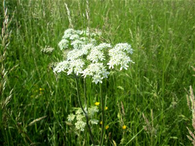 Wiesen-Bärenklau (Heracleum sphondylium) im Landschaftsschutzgebiet „Wisch- und Wogbachtal“ oberhalb von Fechingen