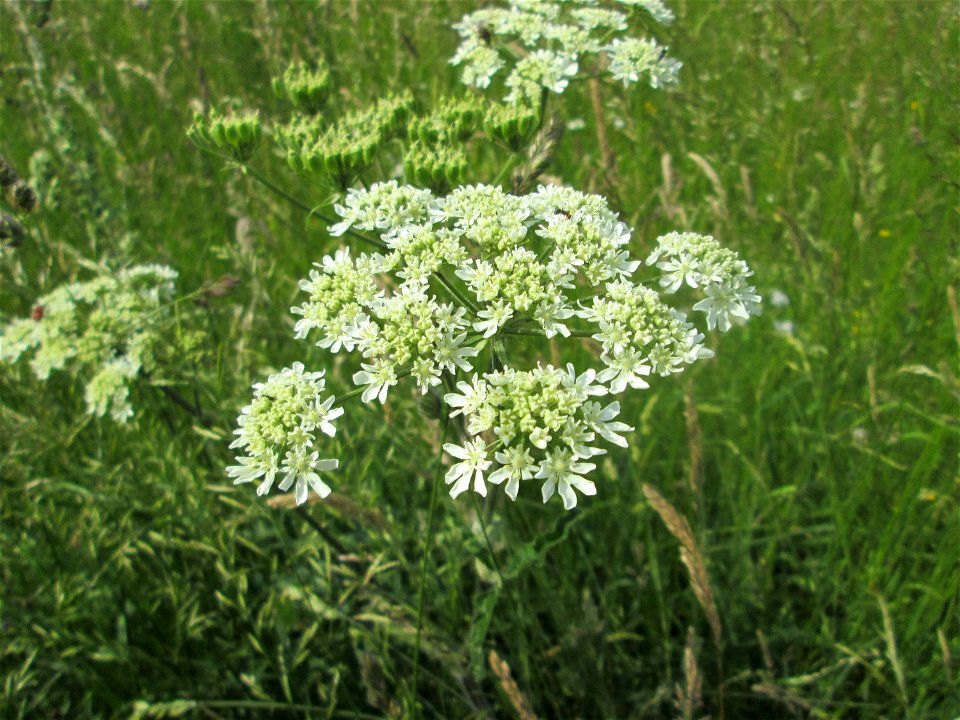 Wiesen-Bärenklau (Heracleum sphondylium) im Landschaftsschutzgebiet „Wisch- und Wogbachtal“ oberhalb von Fechingen