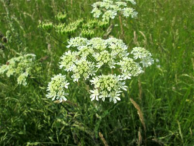 Wiesen-Bärenklau (Heracleum sphondylium) im Landschaftsschutzgebiet „Wisch- und Wogbachtal“ oberhalb von Fechingen