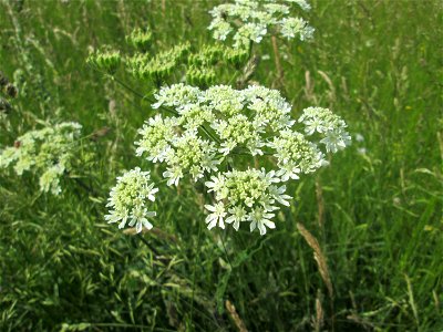 Wiesen-Bärenklau (Heracleum sphondylium) im Landschaftsschutzgebiet „Wisch- und Wogbachtal“ oberhalb von Fechingen photo