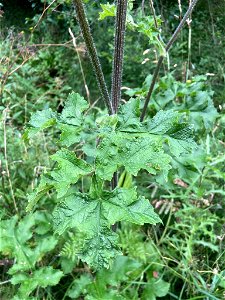 hogweed (Heracleum sphondylium)